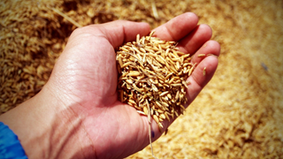 Hand gevuld met gedroogd graan
